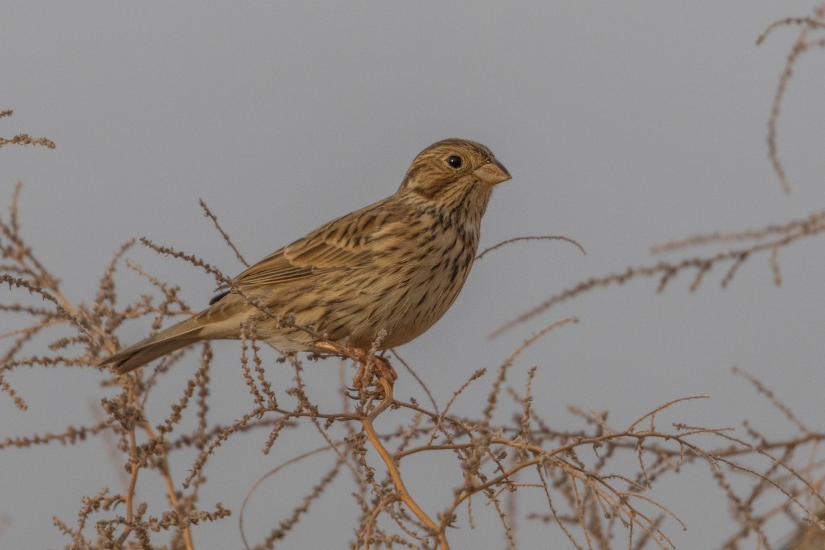 Escribano Triguero - ML646780713