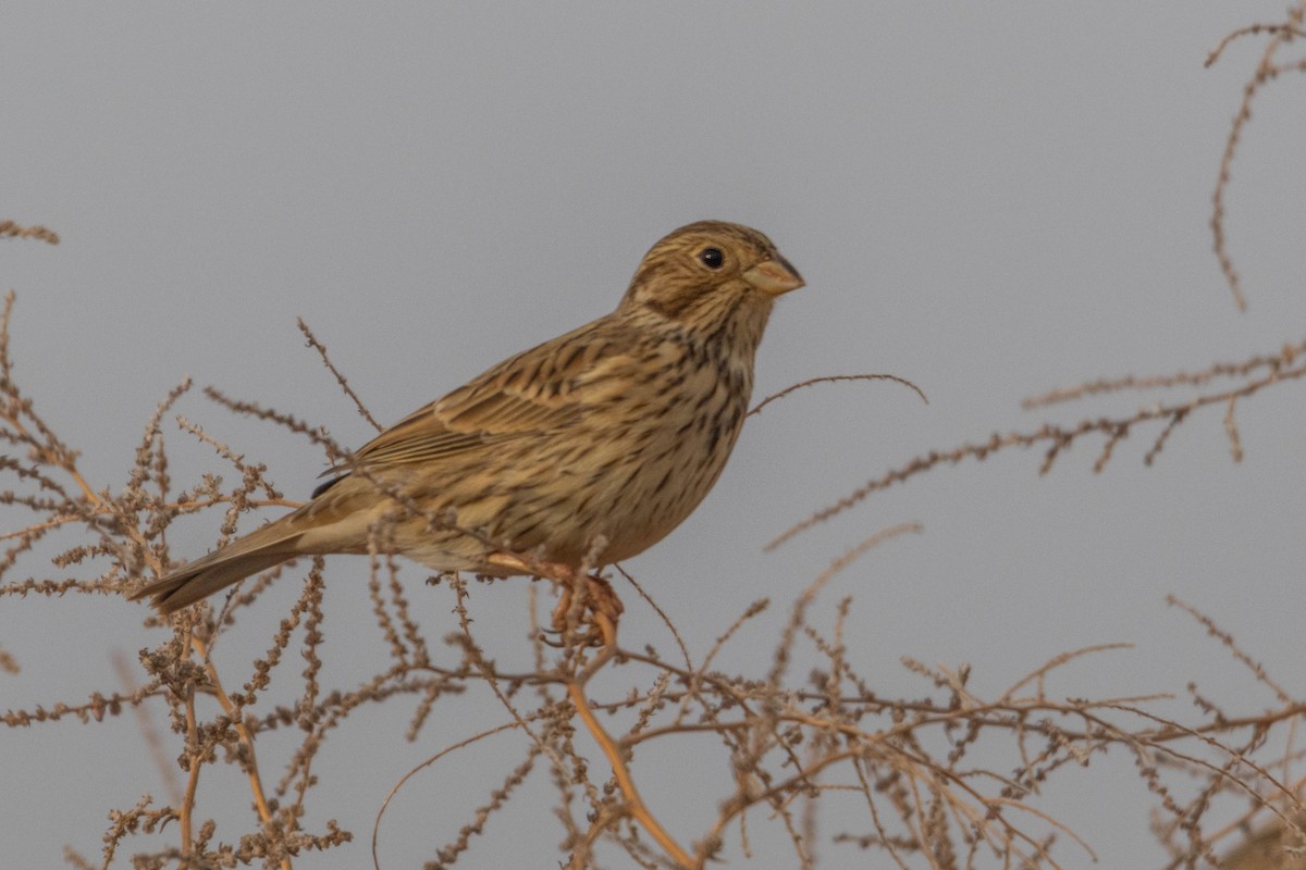 Escribano Triguero - ML646780714