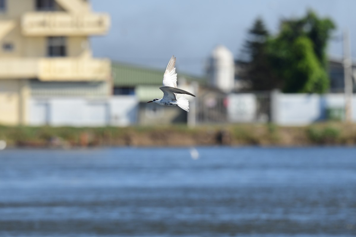 hvitkinnsvartterne - ML646780718