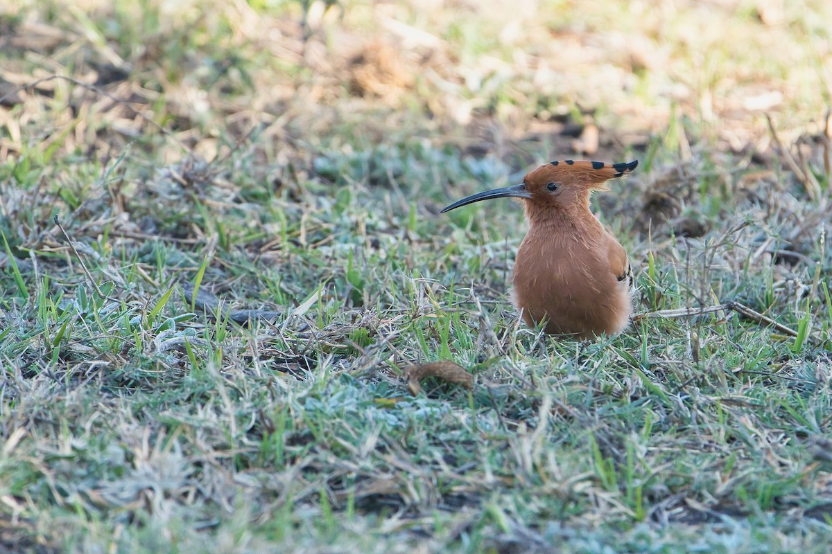 Argi-oilar arrunta (afrikarra) - ML646780719