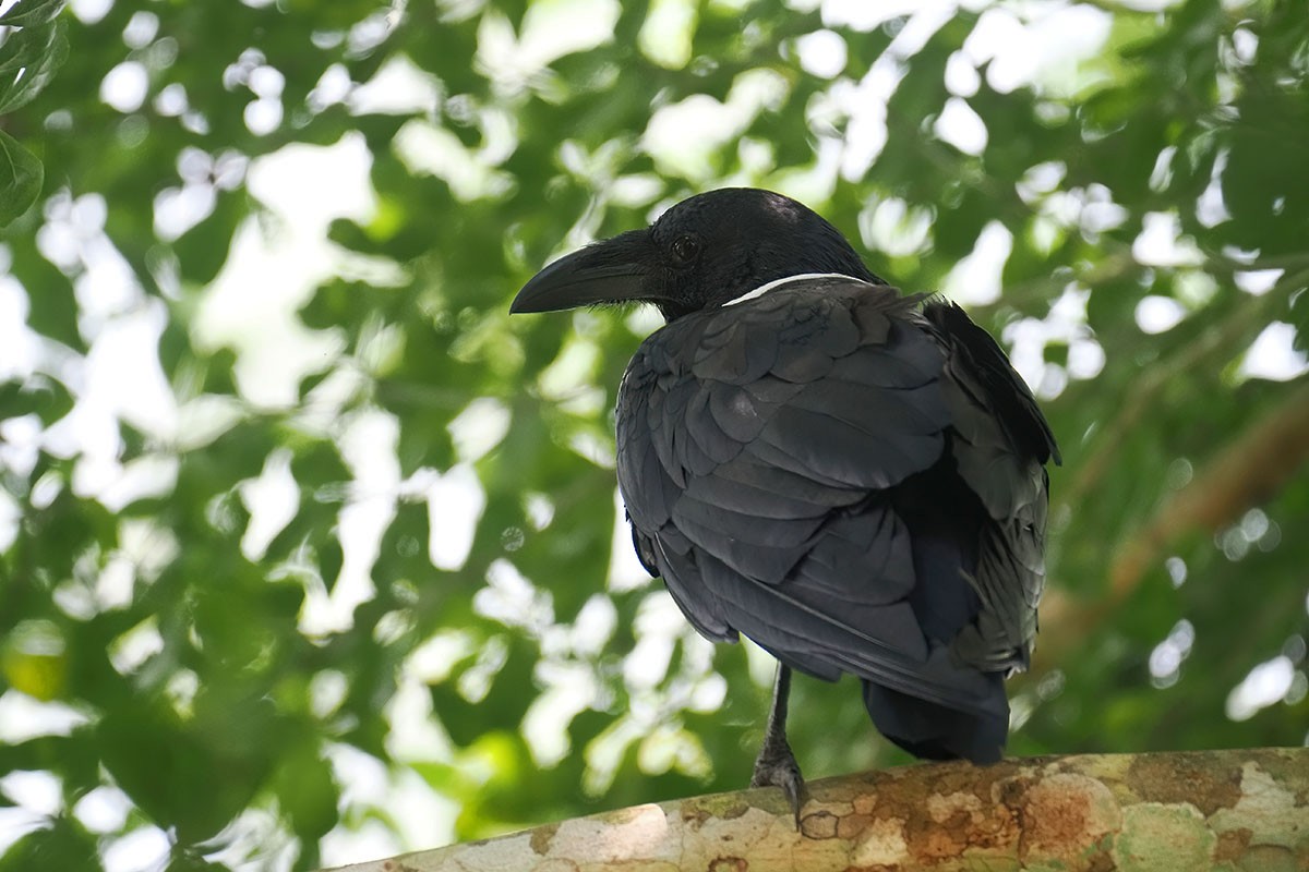 Pied Crow - ML646780722