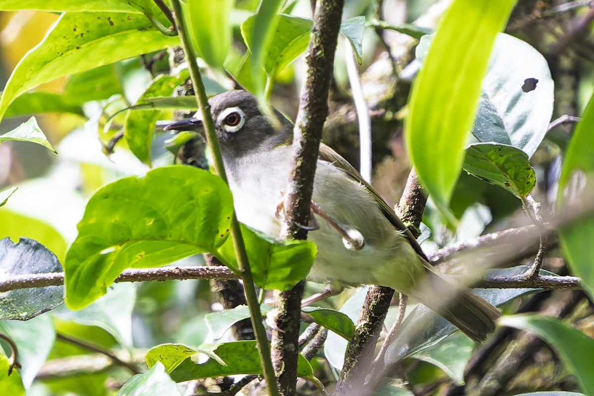 Gri Başlı Gözlükçü - ML646780723