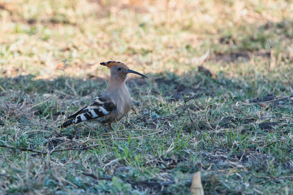 Argi-oilar arrunta (afrikarra) - ML646780737