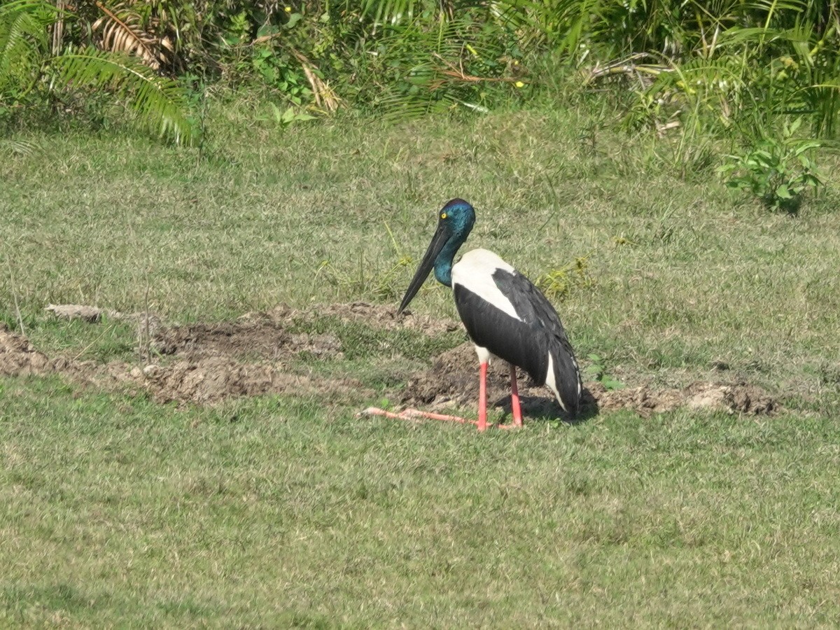 セイタカコウ - ML646780752