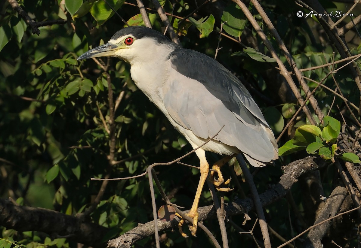 Black-crowned Night Heron - ML646780754