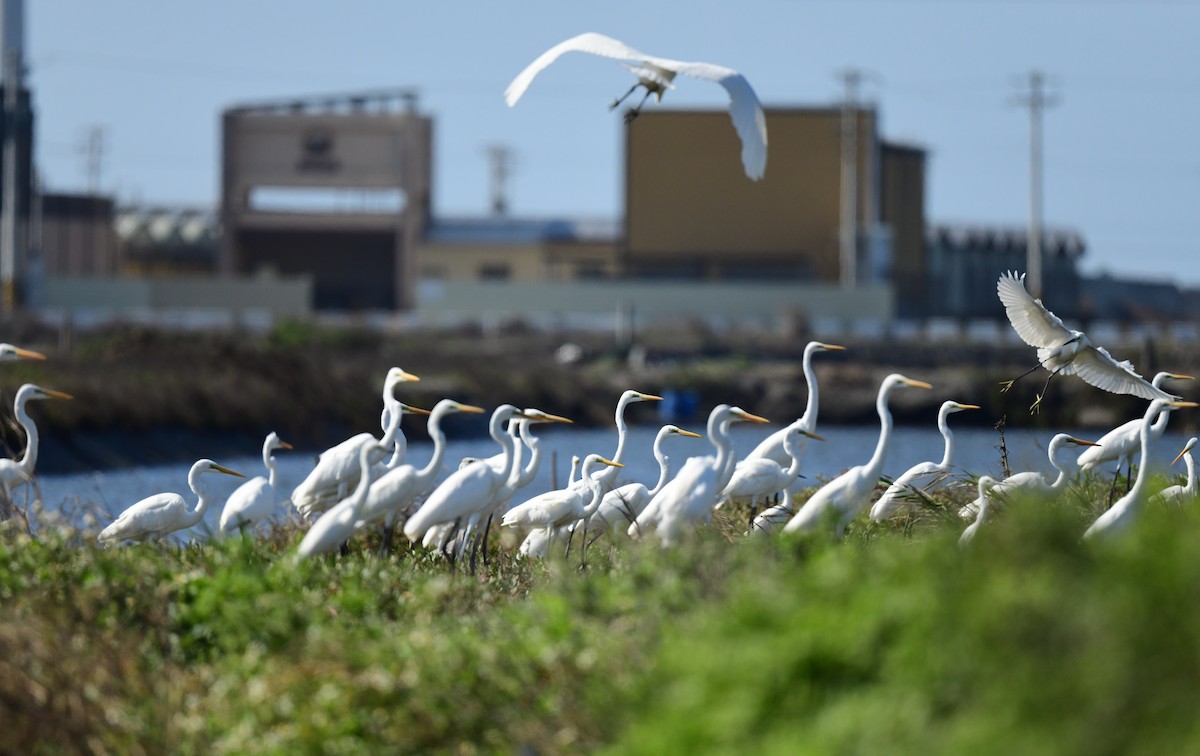 egretthegre - ML646780755