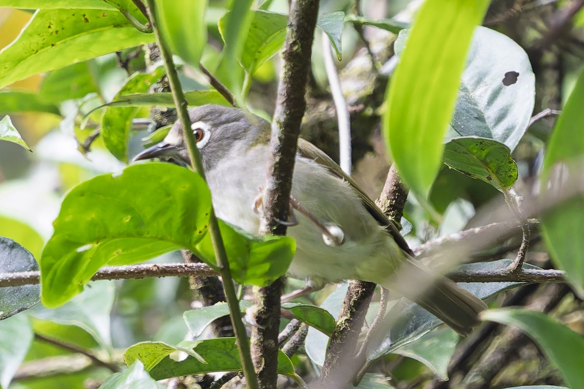 Gri Başlı Gözlükçü - ML646780756