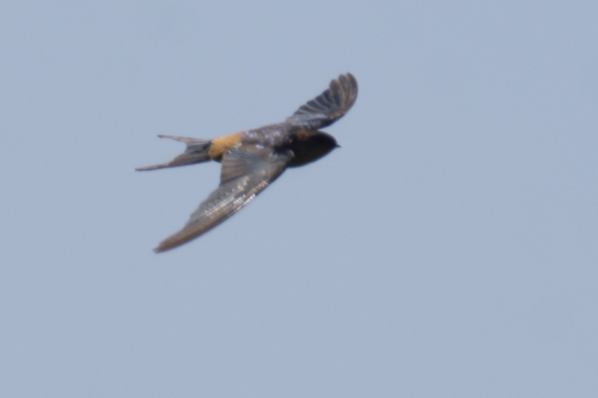 Eastern Red-rumped Swallow (Daurian) - ML646780758