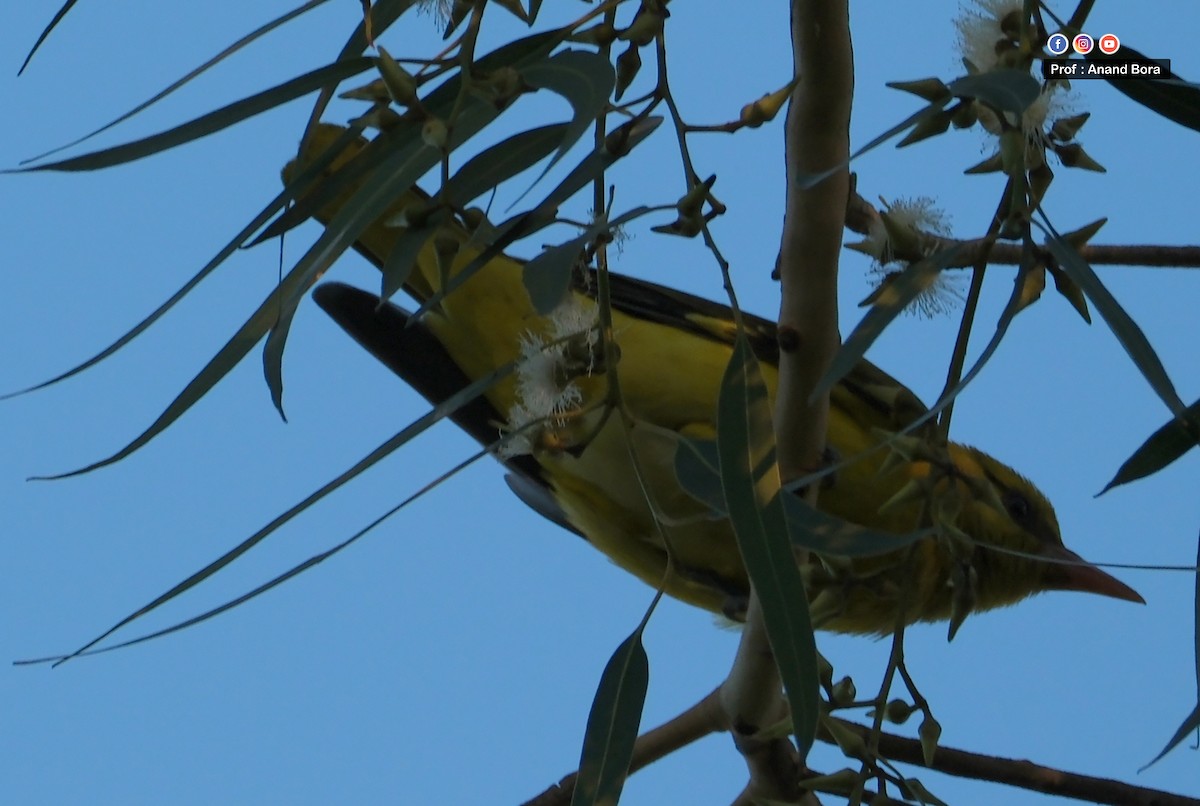 Indian Golden Oriole - ML646780766