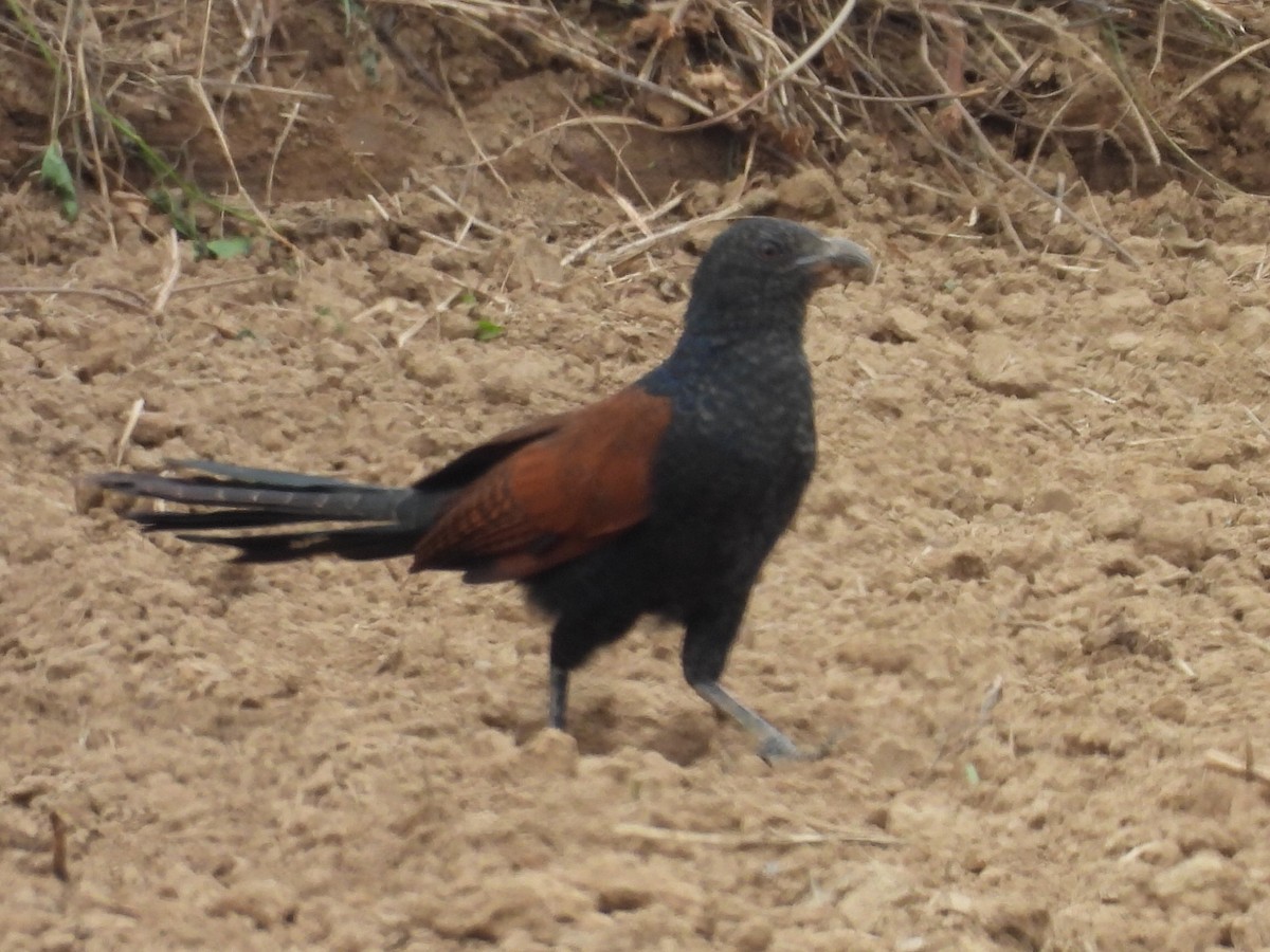 褐翅鴉鵑 - ML646780768