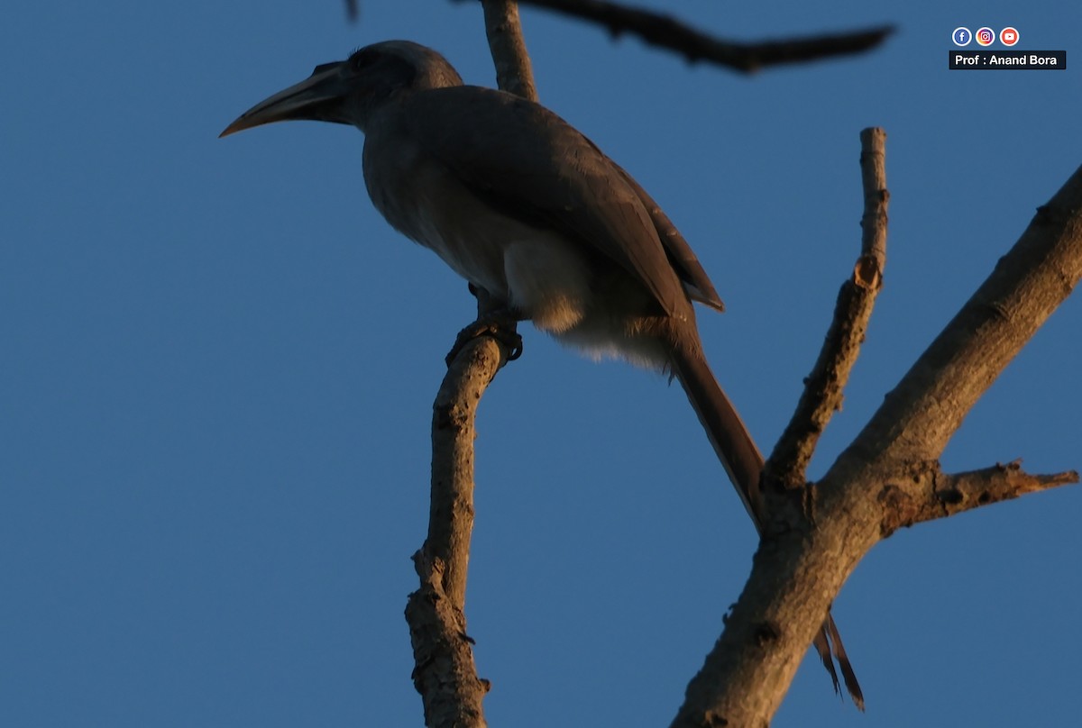 Indian Gray Hornbill - ML646780769