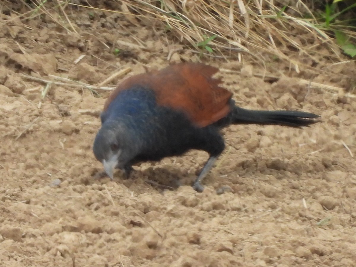 褐翅鴉鵑 - ML646780770