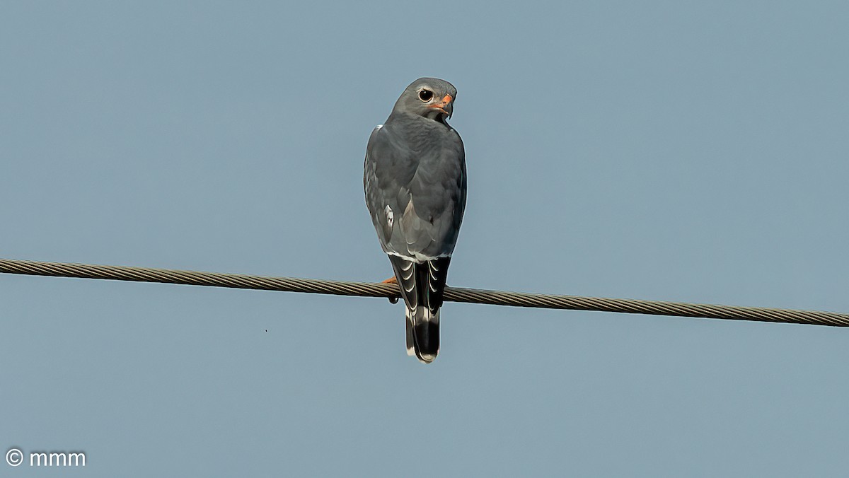 Lizard Buzzard - ML646780772