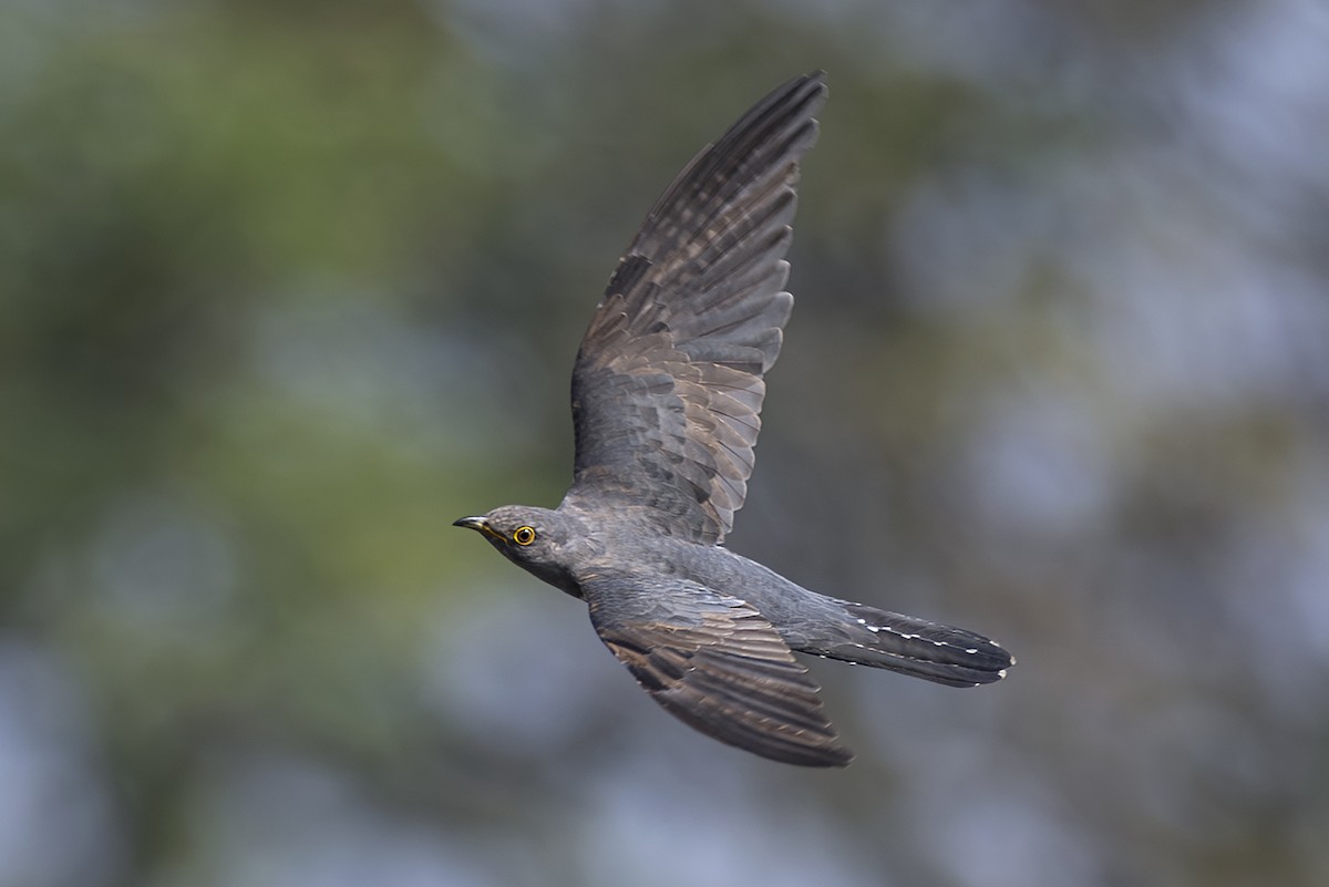 Kuku siberiarra - ML646780773