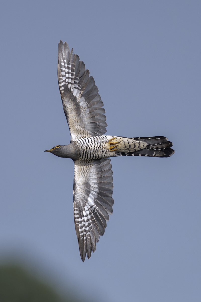 Kuku siberiarra - ML646780774