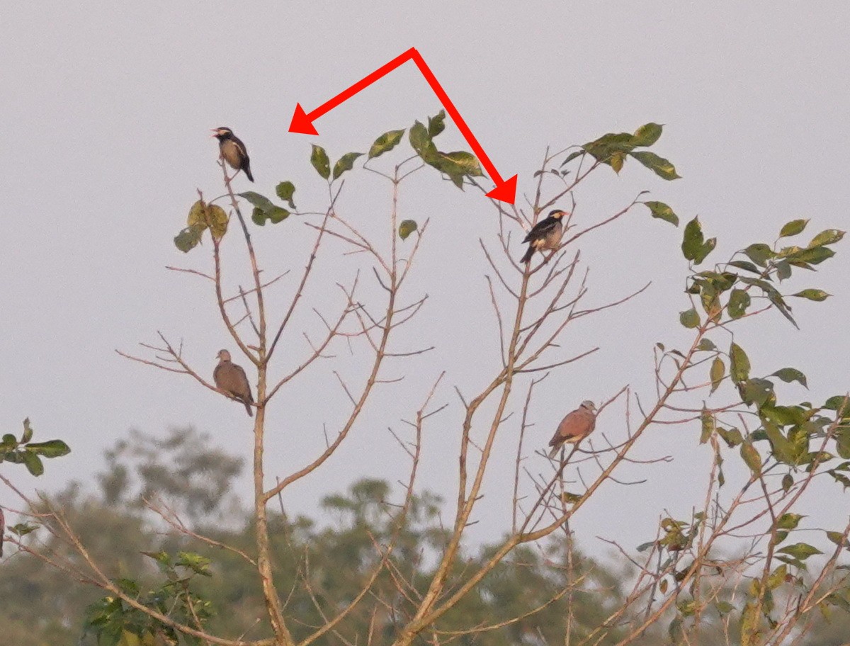 Indian Pied Starling - ML646780781