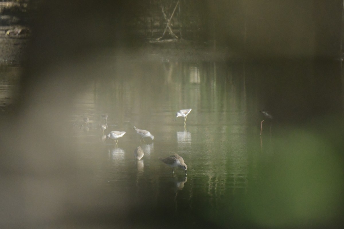 brushane - ML646780785