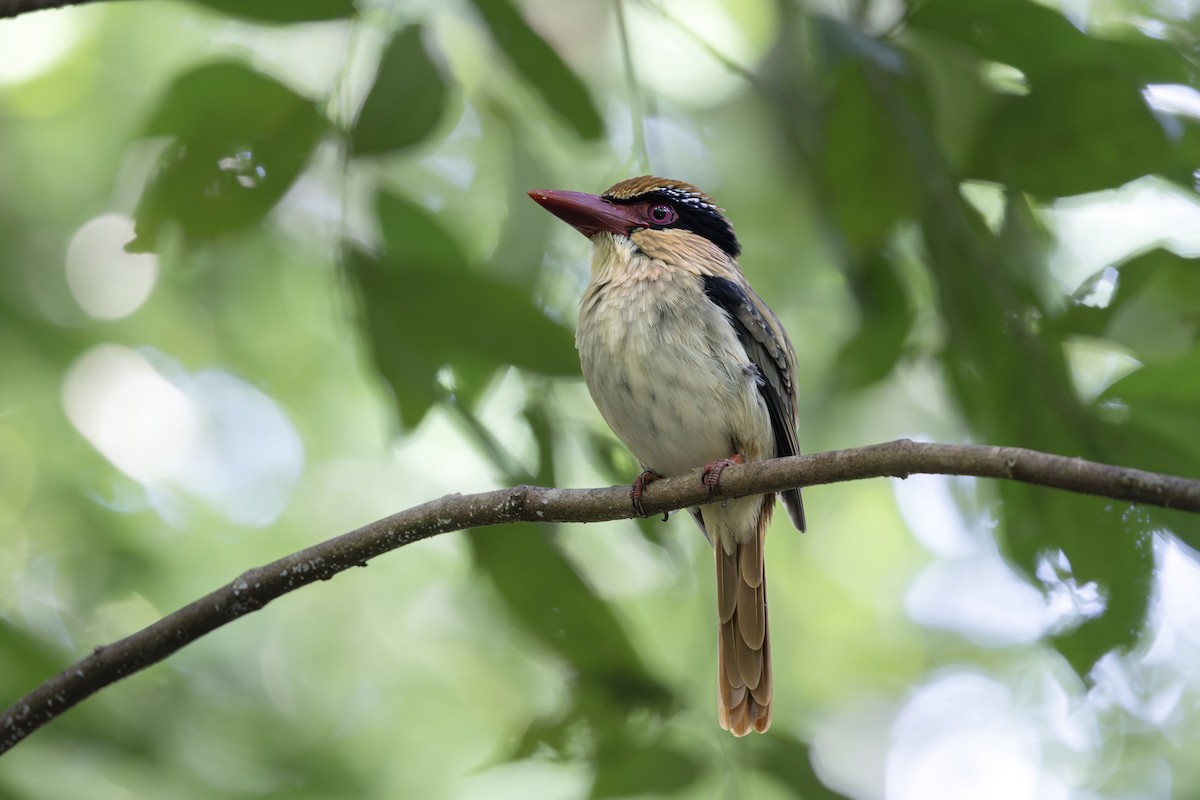 Sulawesi Lilac Kingfisher - ML646780786