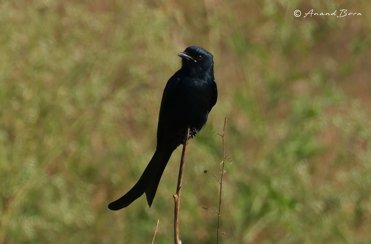 Black Drongo - ML646780787