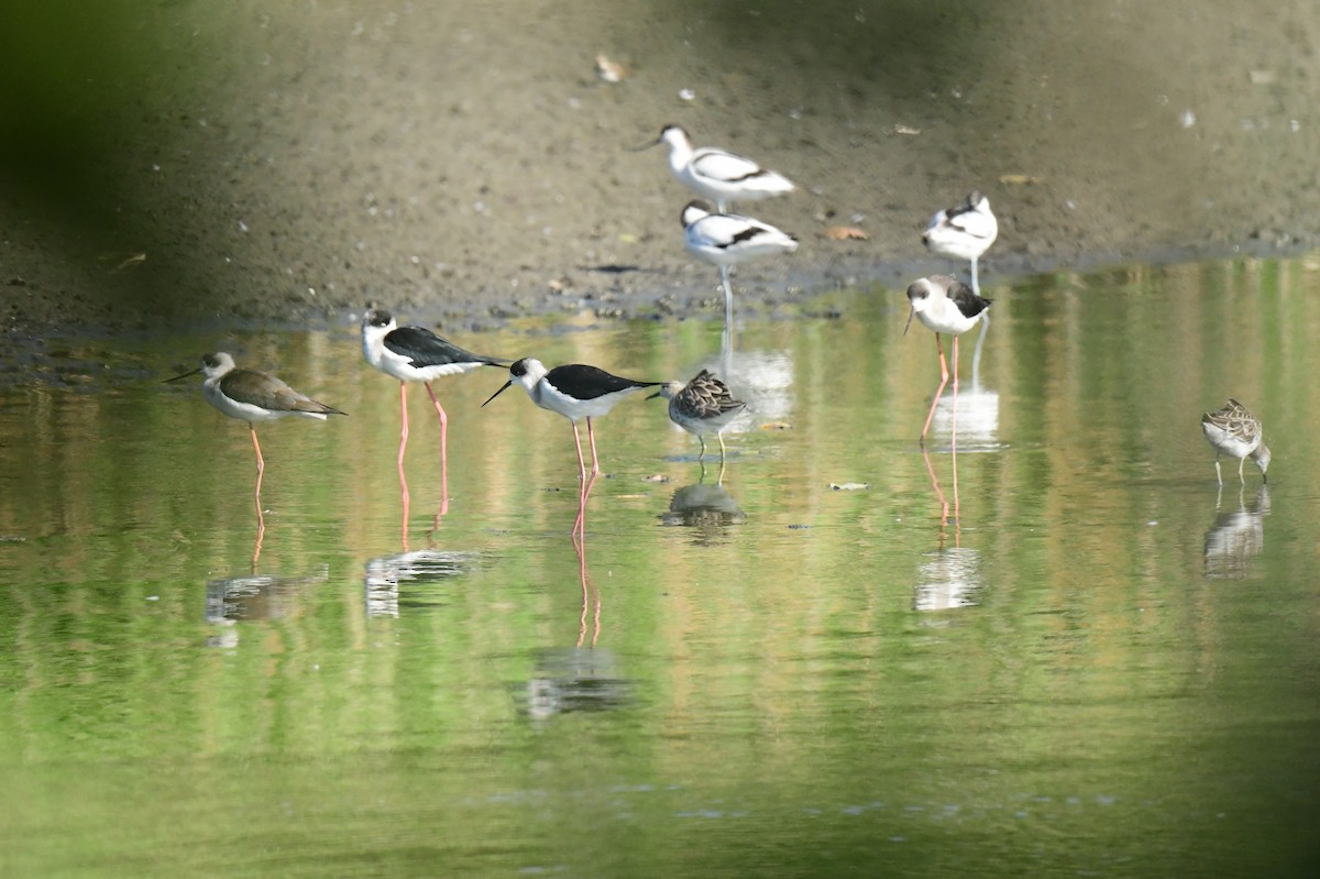 brushane - ML646780796