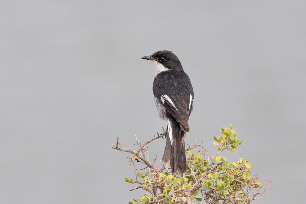 Fiscal Flycatcher - ML646780799