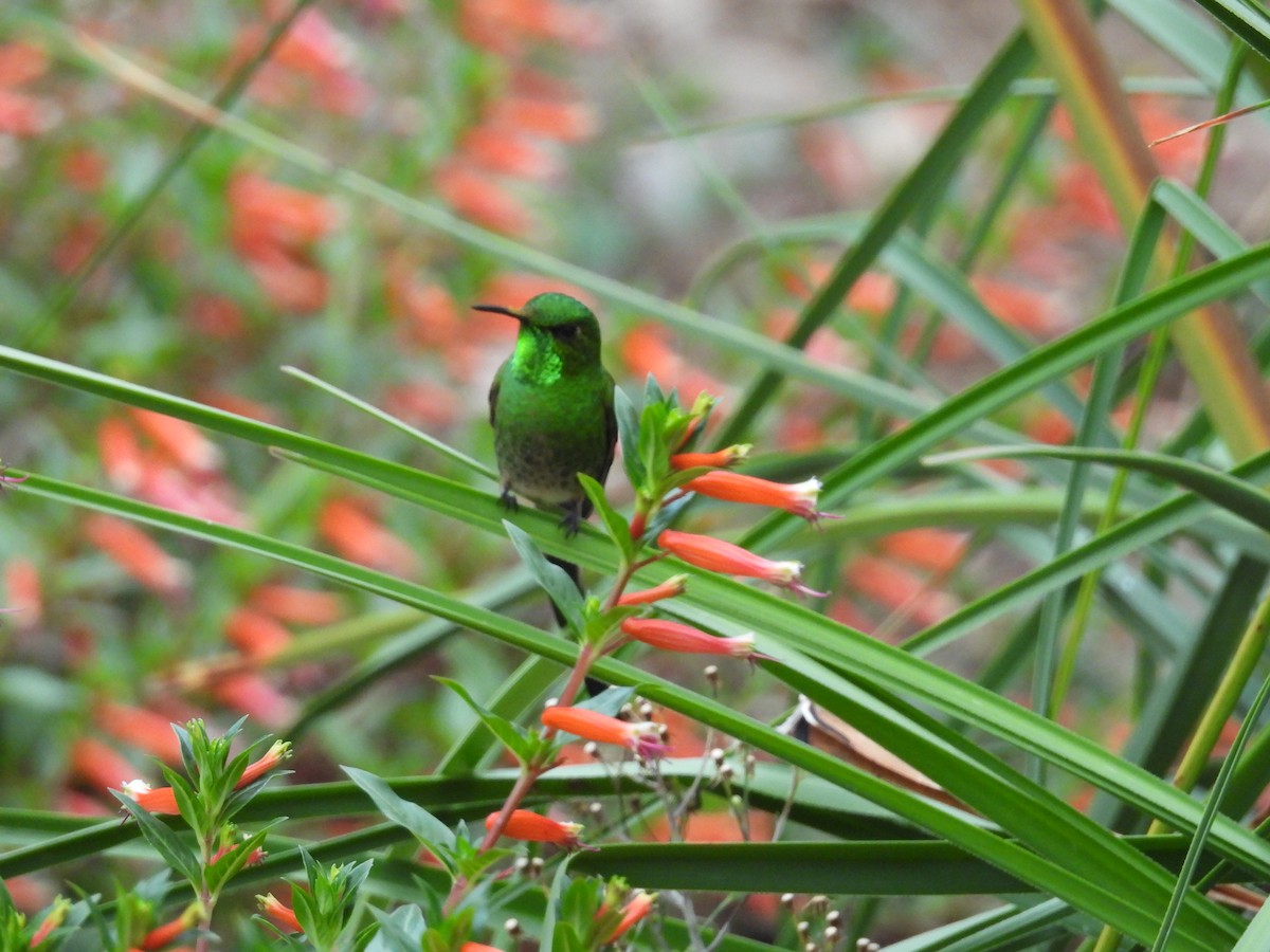 sylfa Viktoriina - ML646780801