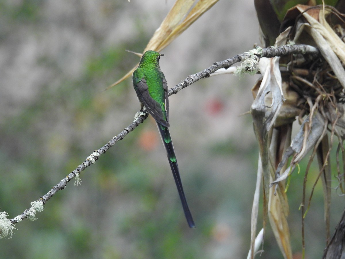 sylfa Viktoriina - ML646780802