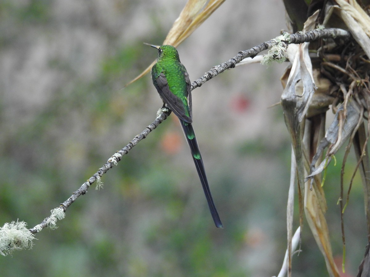 sylfa Viktoriina - ML646780803