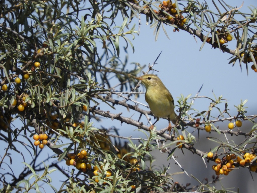 Willow Warbler - ML646780809