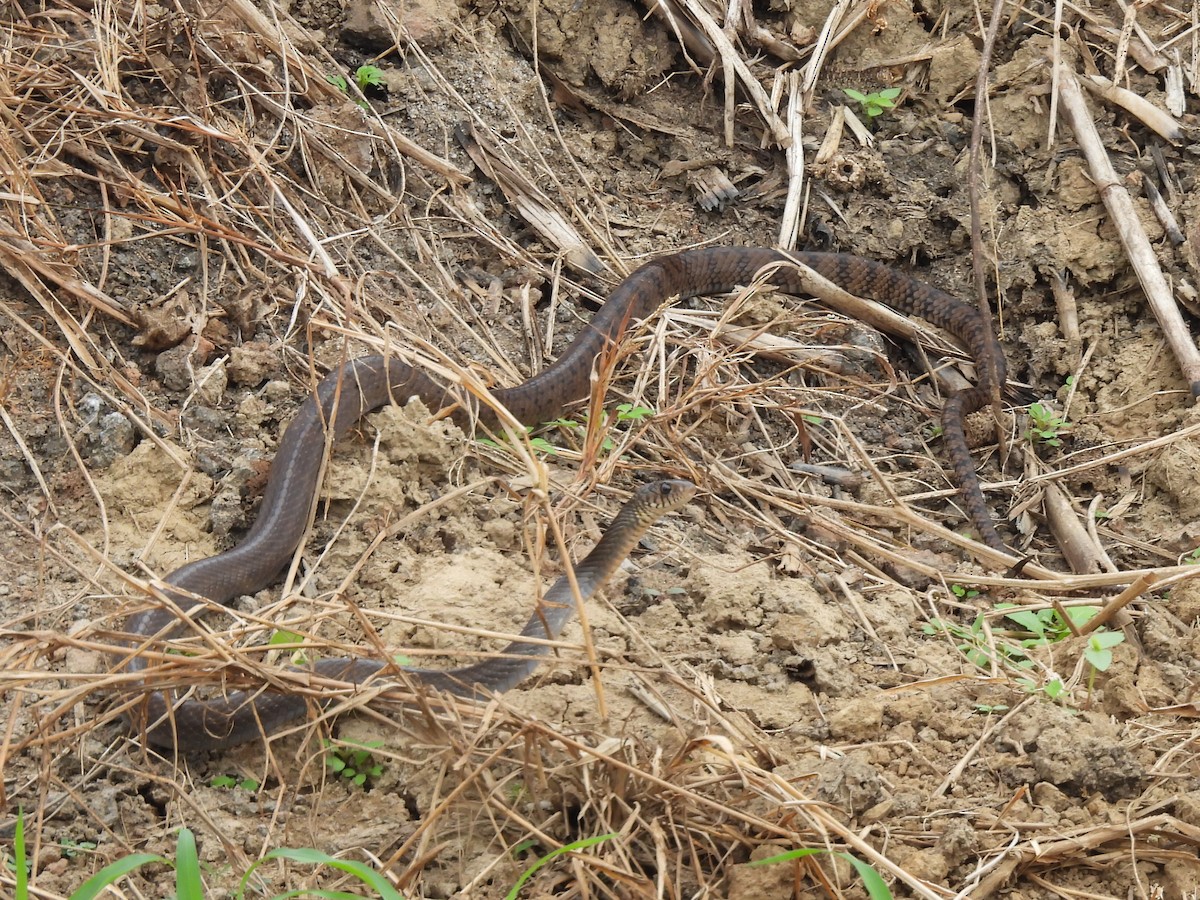 南蛇 - ML646780811