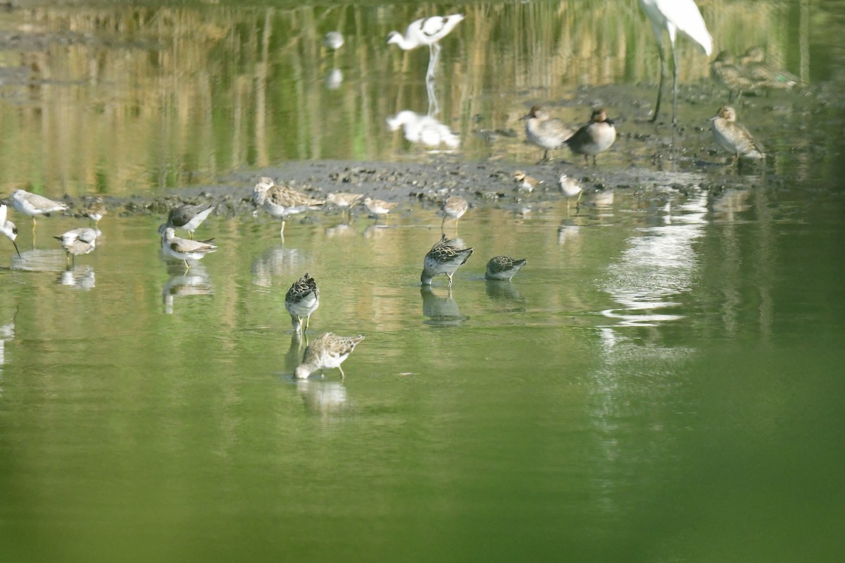 brushane - ML646780814