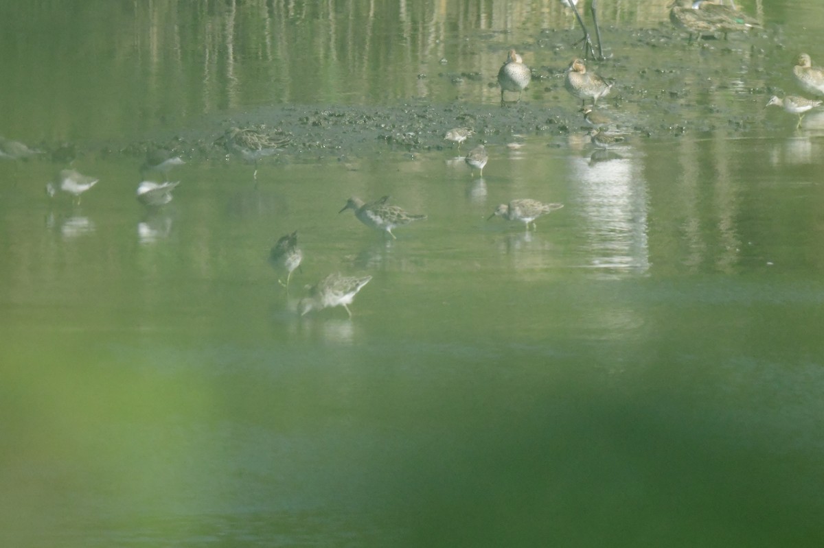 brushane - ML646780815