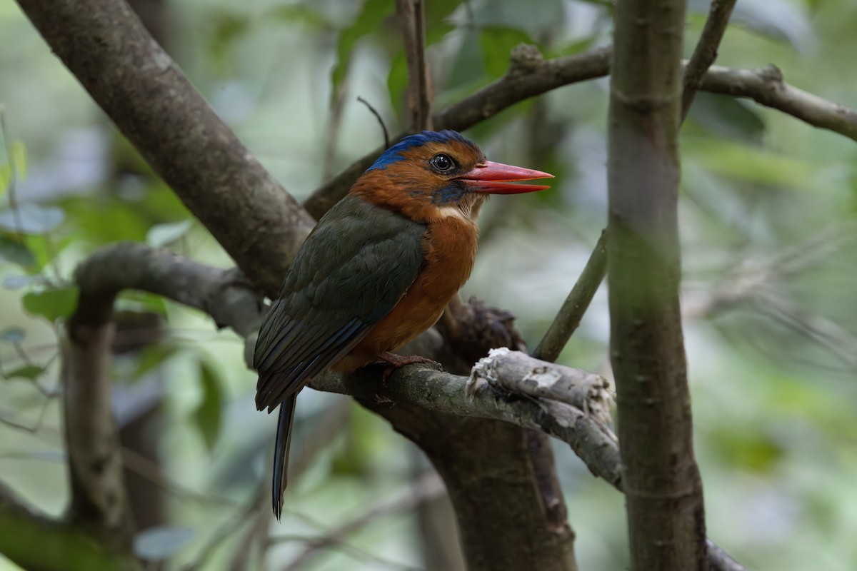 Green-backed Kingfisher (Blue-headed) - ML646780818