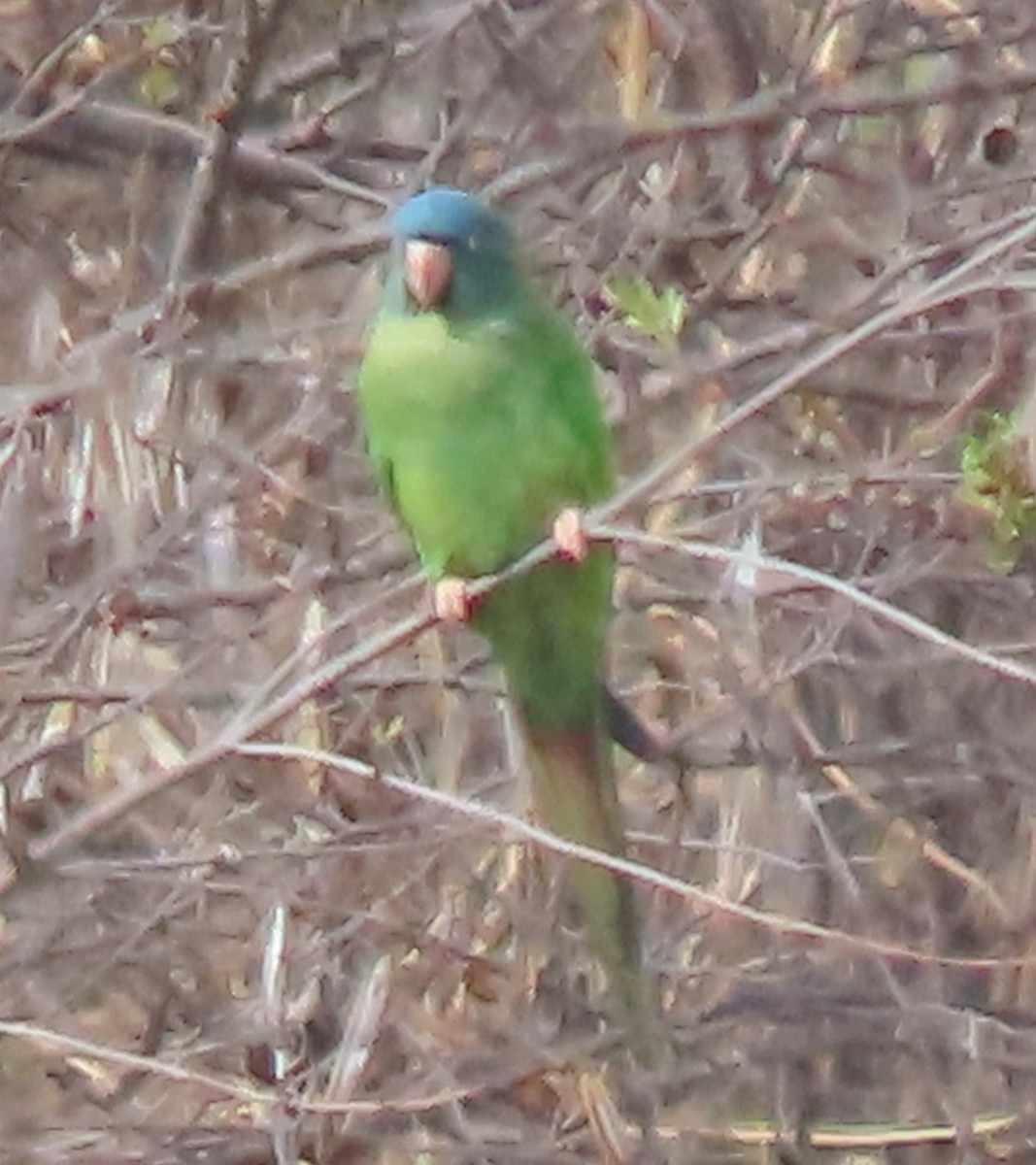 Синелобая аратинга - ML646780820