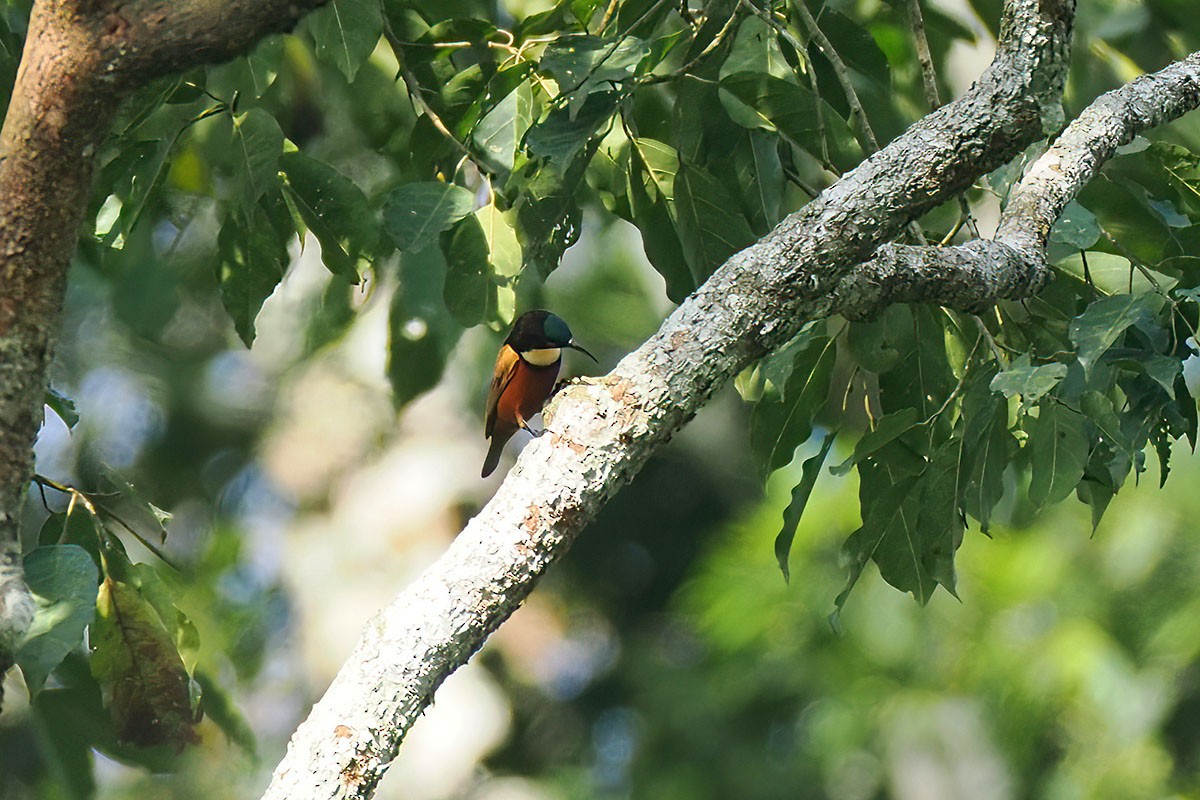 Souimanga d'Adelbert - ML646780822