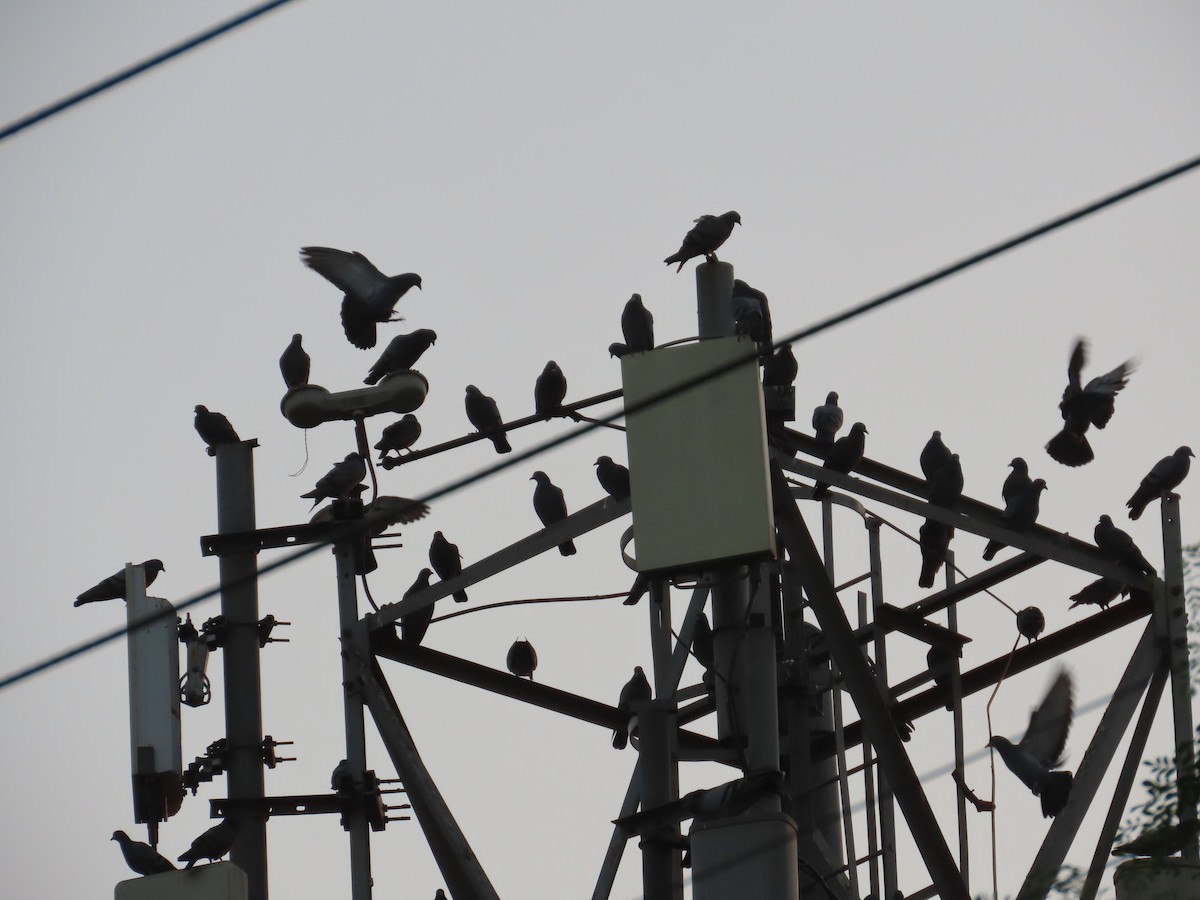 Haitz-usoa (etxekoa) - ML646780823