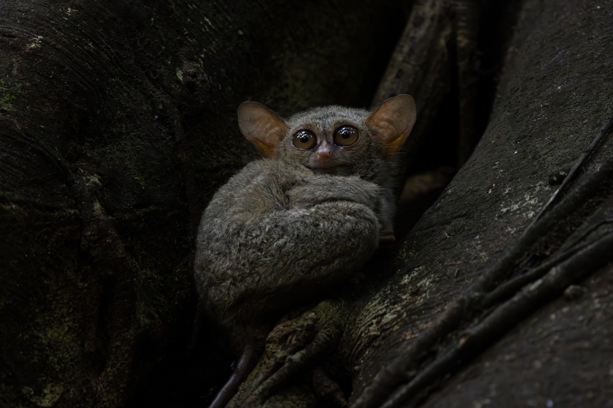 Gursky's Spectral Tarsier - ML646780825
