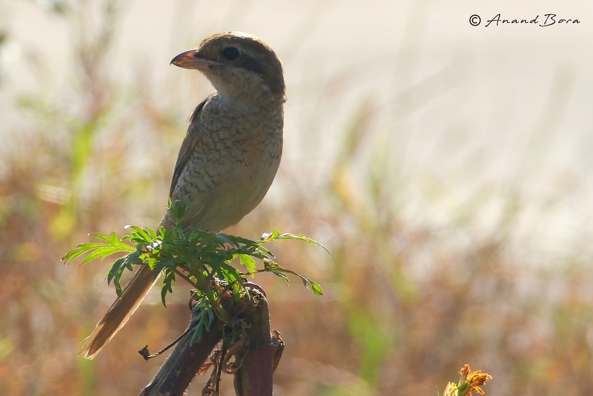 Brown Shrike - ML646780827