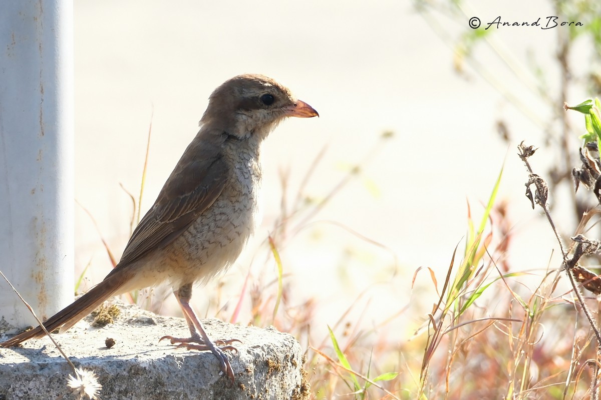 Brown Shrike - ML646780828