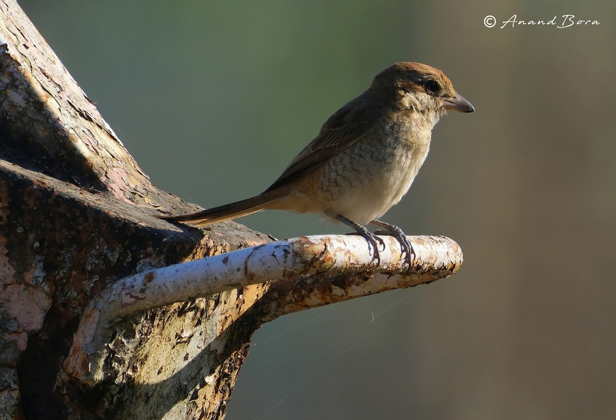 Brown Shrike - ML646780829