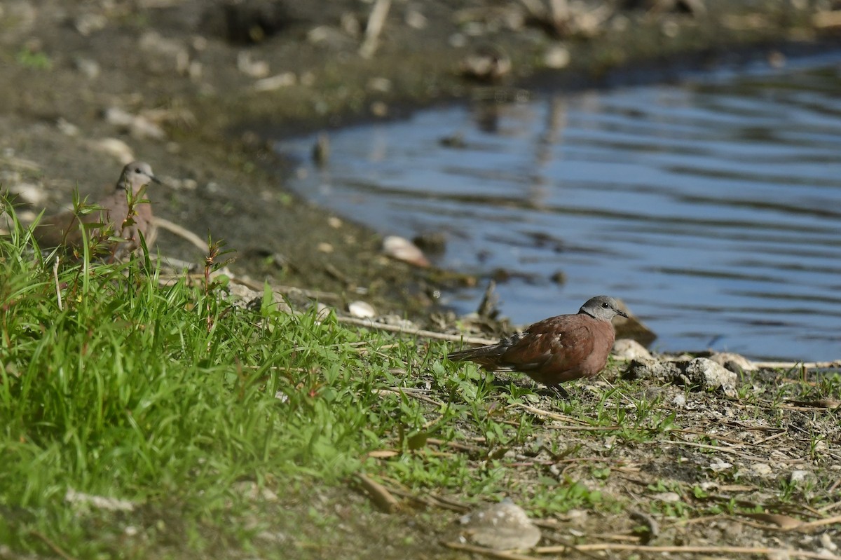 gråhodedue - ML646780833