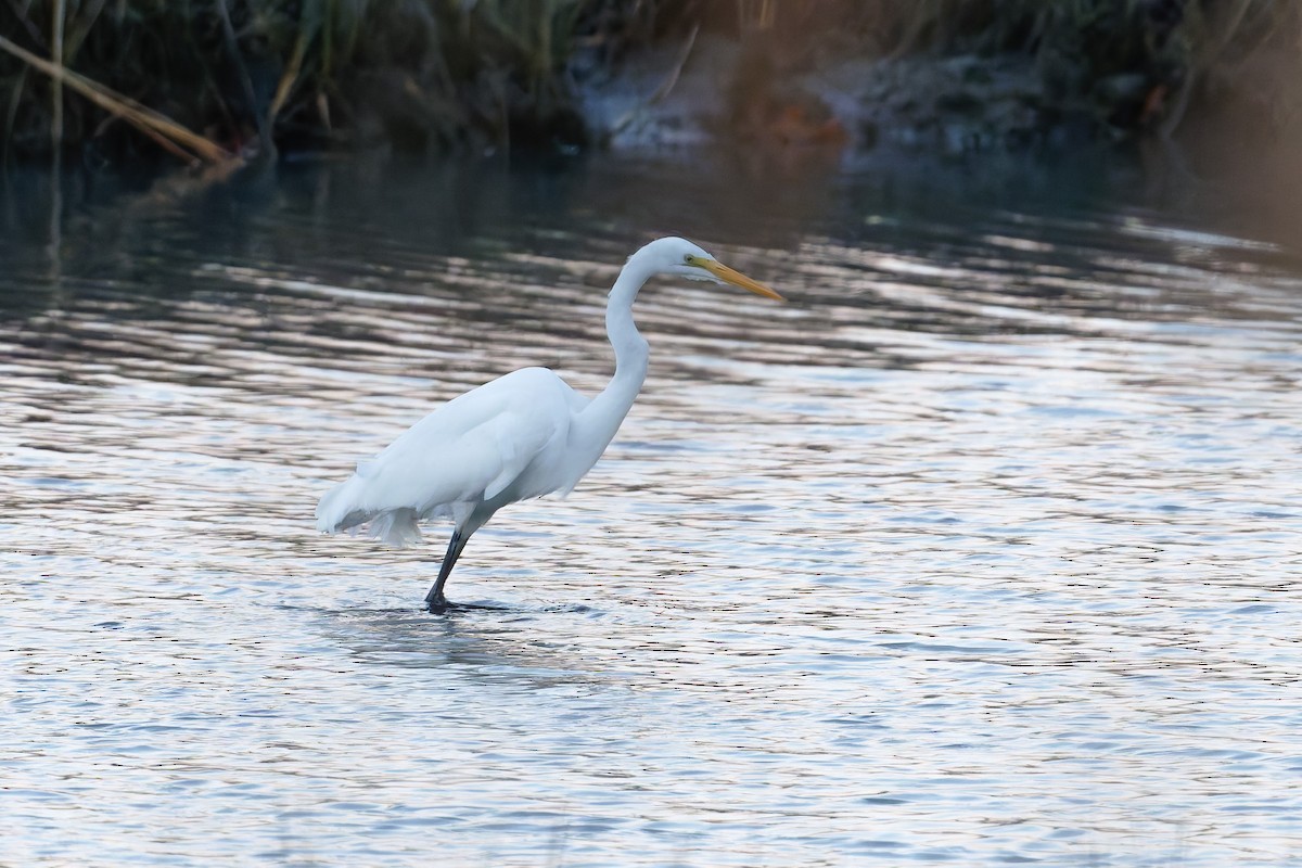 Great Egret - ML646780841