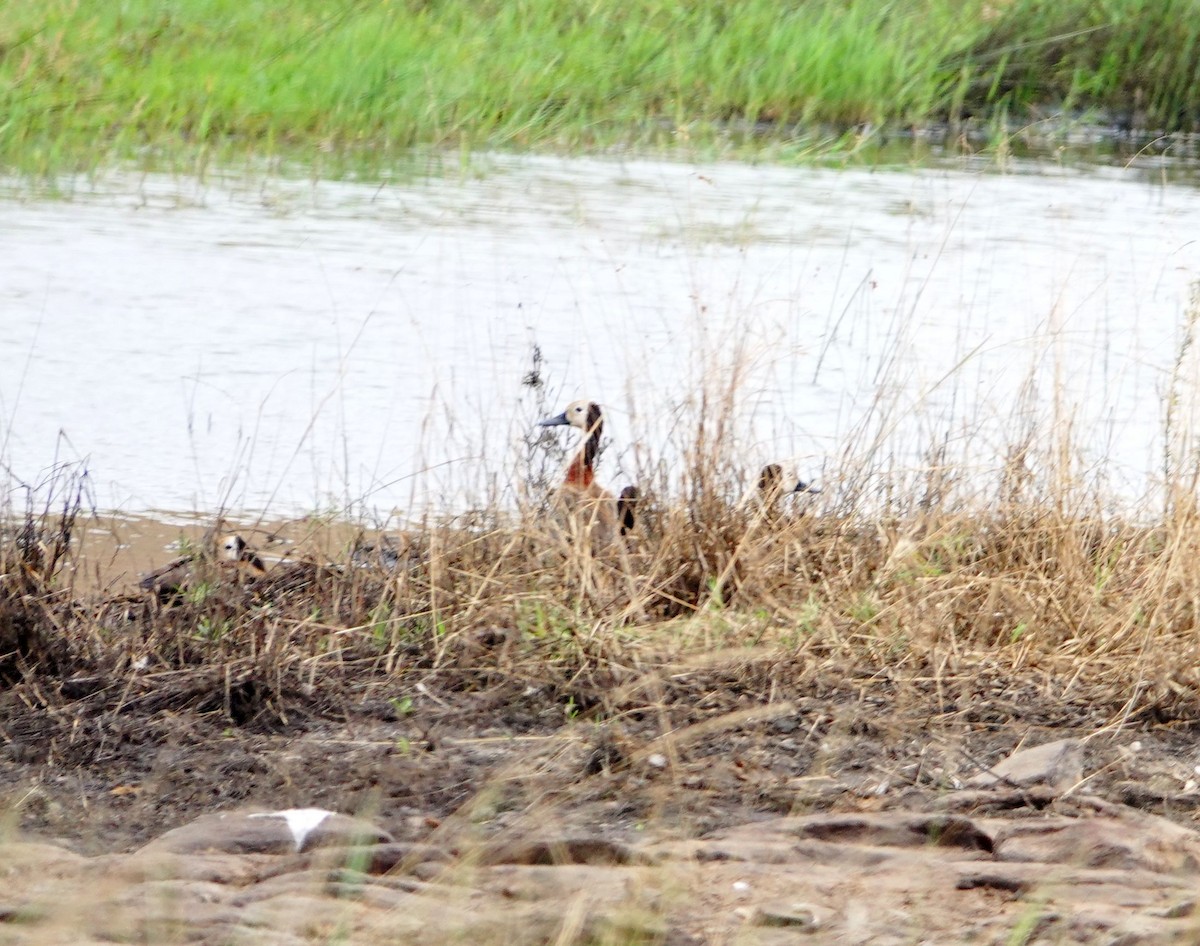 Dendrocigna facciabianca - ML646780843