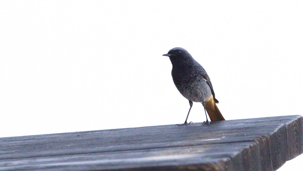 Black Redstart - ML646780845
