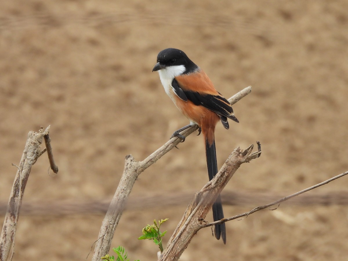 棕背伯勞 - ML646780847