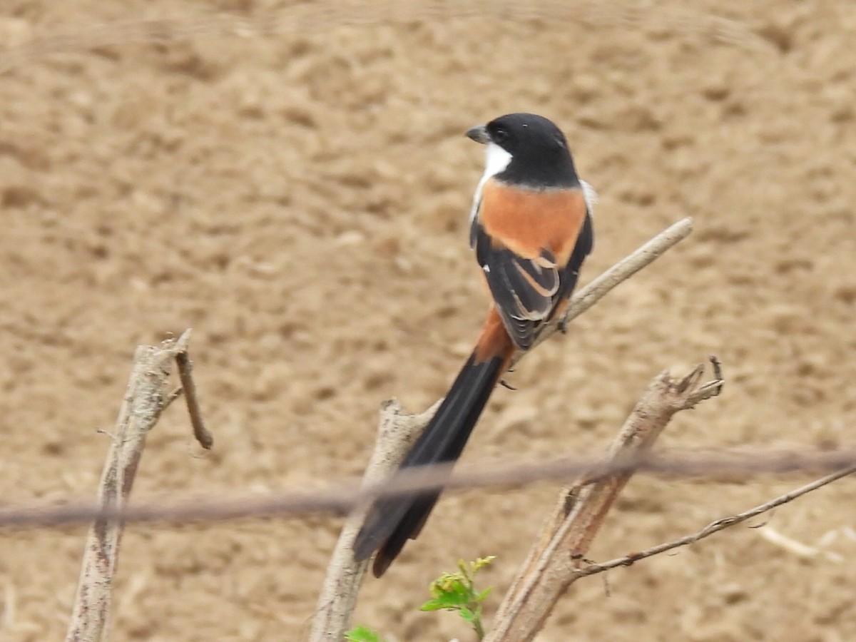 棕背伯勞 - ML646780849