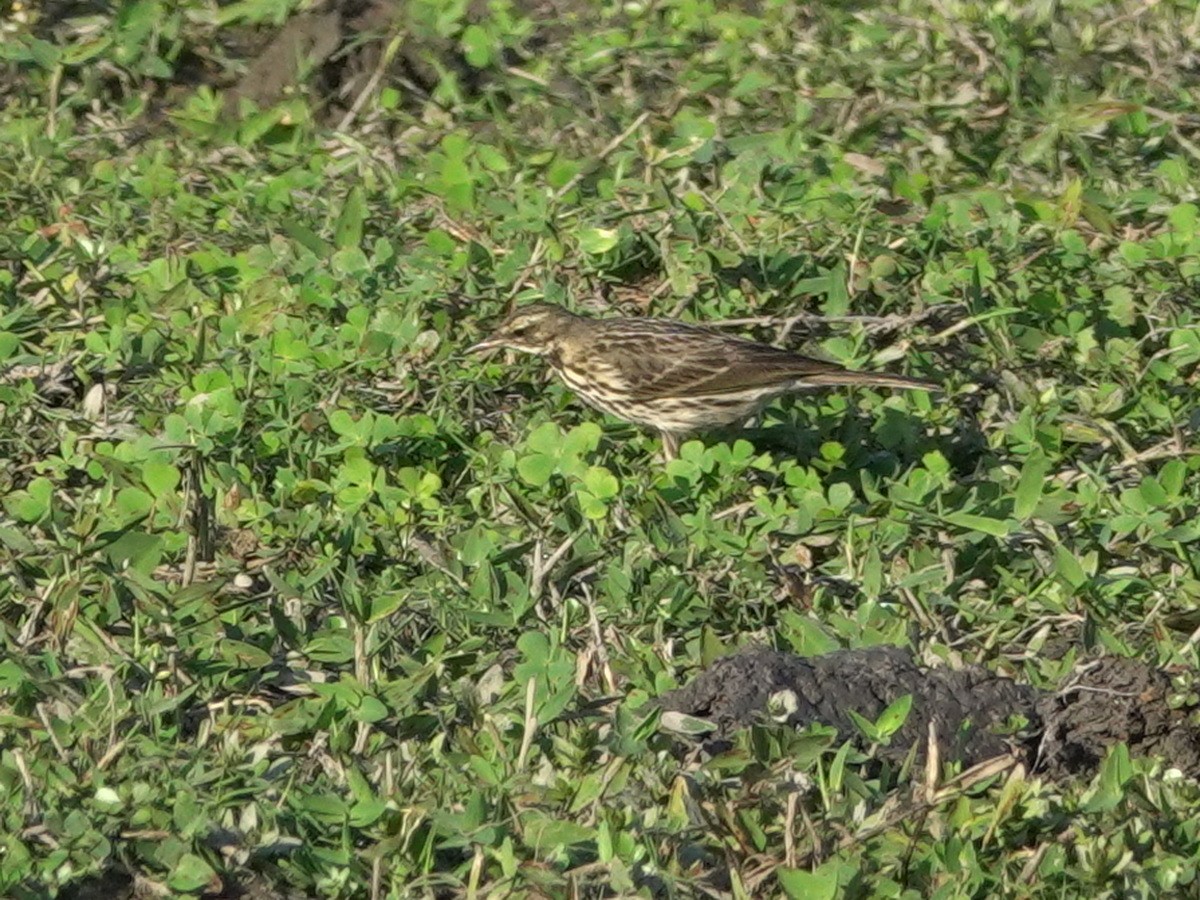 Rosy Pipit - ML646780850