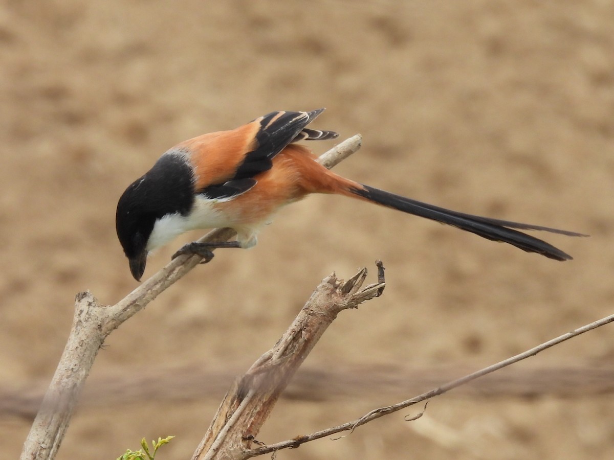 棕背伯勞 - ML646780851