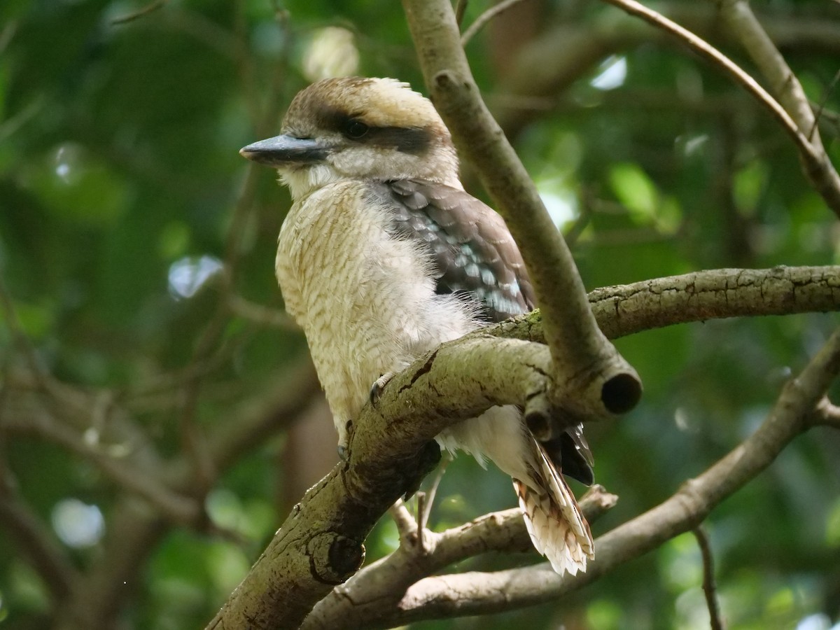 ワライカワセミ - ML646780852