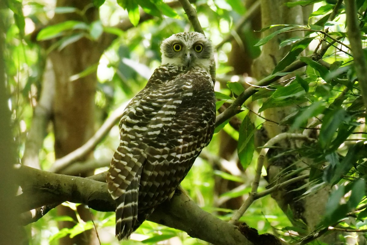 オニアオバズク - ML646780854